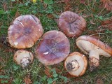 Tricholoma fracticum image