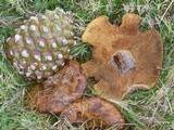 Paxillus involutus image