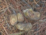 Rhizopogon occidentalis image