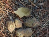 Rhizopogon occidentalis image