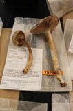Pluteus petasatus image