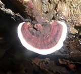 Earliella scabrosa image