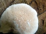 Earliella scabrosa image