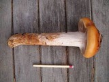 Cortinarius mucosus image