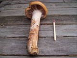 Cortinarius mucosus image