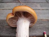 Cortinarius mucosus image