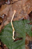 Ophiocordyceps gracilis image