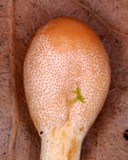 Ophiocordyceps gracilis image