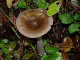 Amanita sect. Vaginatae image