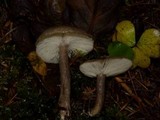 Lactarius pseudomucidus image