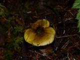 Tricholoma subsejunctum image