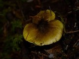 Tricholoma subsejunctum image