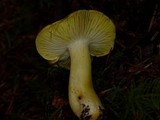 Tricholoma subsejunctum image