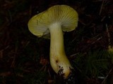 Tricholoma subsejunctum image