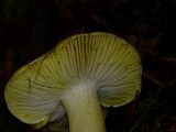 Tricholoma subsejunctum image