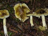 Tricholoma subsejunctum image