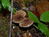 Lactarius pseudomucidus image