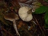 Lactarius pseudomucidus image
