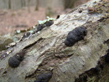 Hypoxylon multiforme image