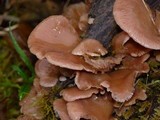 Pleurotus djamor image