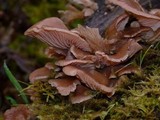 Pleurotus djamor image