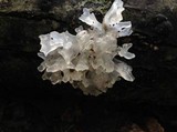 Tremella fuciformis image
