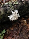Tremella fuciformis image