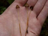 Psilocybe pelliculosa image