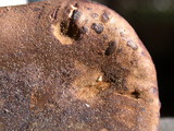 Phylloporus arenicola image