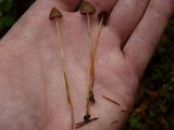 Psilocybe pelliculosa image