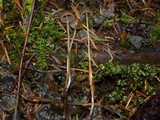 Psilocybe pelliculosa image
