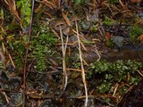 Psilocybe pelliculosa image