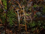 Psilocybe pelliculosa image