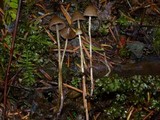 Psilocybe pelliculosa image