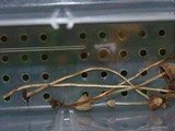 Psilocybe pelliculosa image