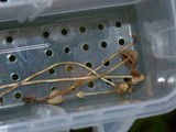 Psilocybe pelliculosa image