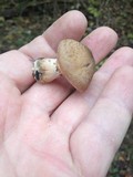 Armillaria gallica image