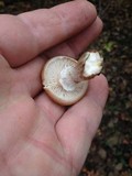 Armillaria gallica image