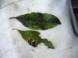Rhytisma salicinum image