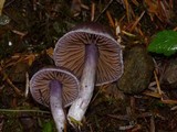 Cortinarius evernius image