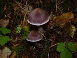 Cortinarius evernius image