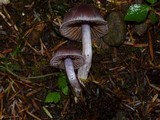 Cortinarius evernius image