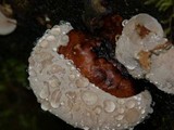 Fomitopsis mounceae image