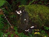 Fomitopsis mounceae image