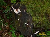 Fomitopsis mounceae image