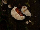 Fomitopsis mounceae image