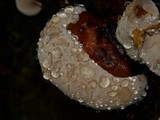 Fomitopsis mounceae image