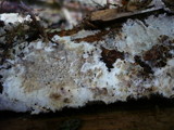 Ceraceomyces serpens image