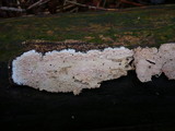 Ceraceomyces sublaevis image