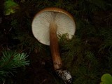 Tricholoma batschii image